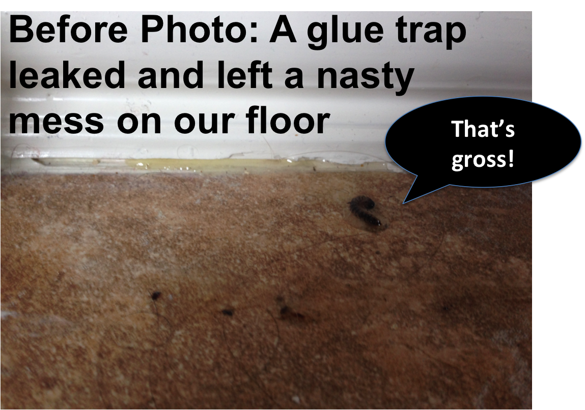 How to remove a glue trap that got stuck to the floor DIY Glue