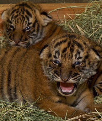 San Diego Zoo Tiger Cubs Open Their Eyes