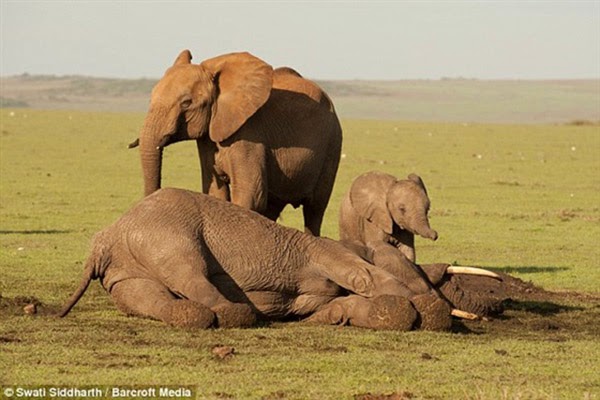 فيلة صغيرة تبكي على جثة والدتها المقتولة