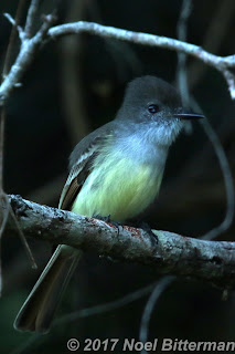 Stolid Flycatcher