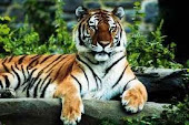 An Endangered Chinese Tiger