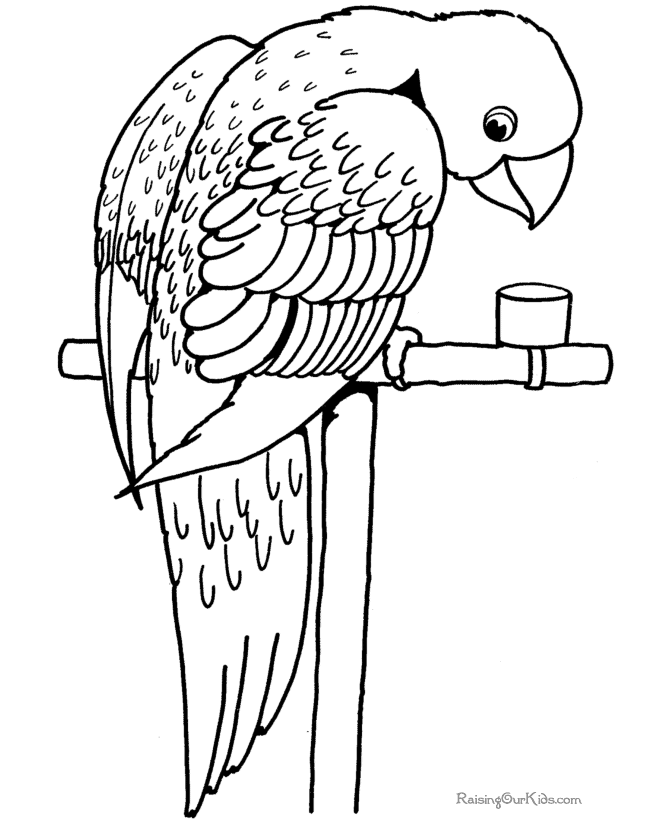 macaw parrot coloring pages - photo #41