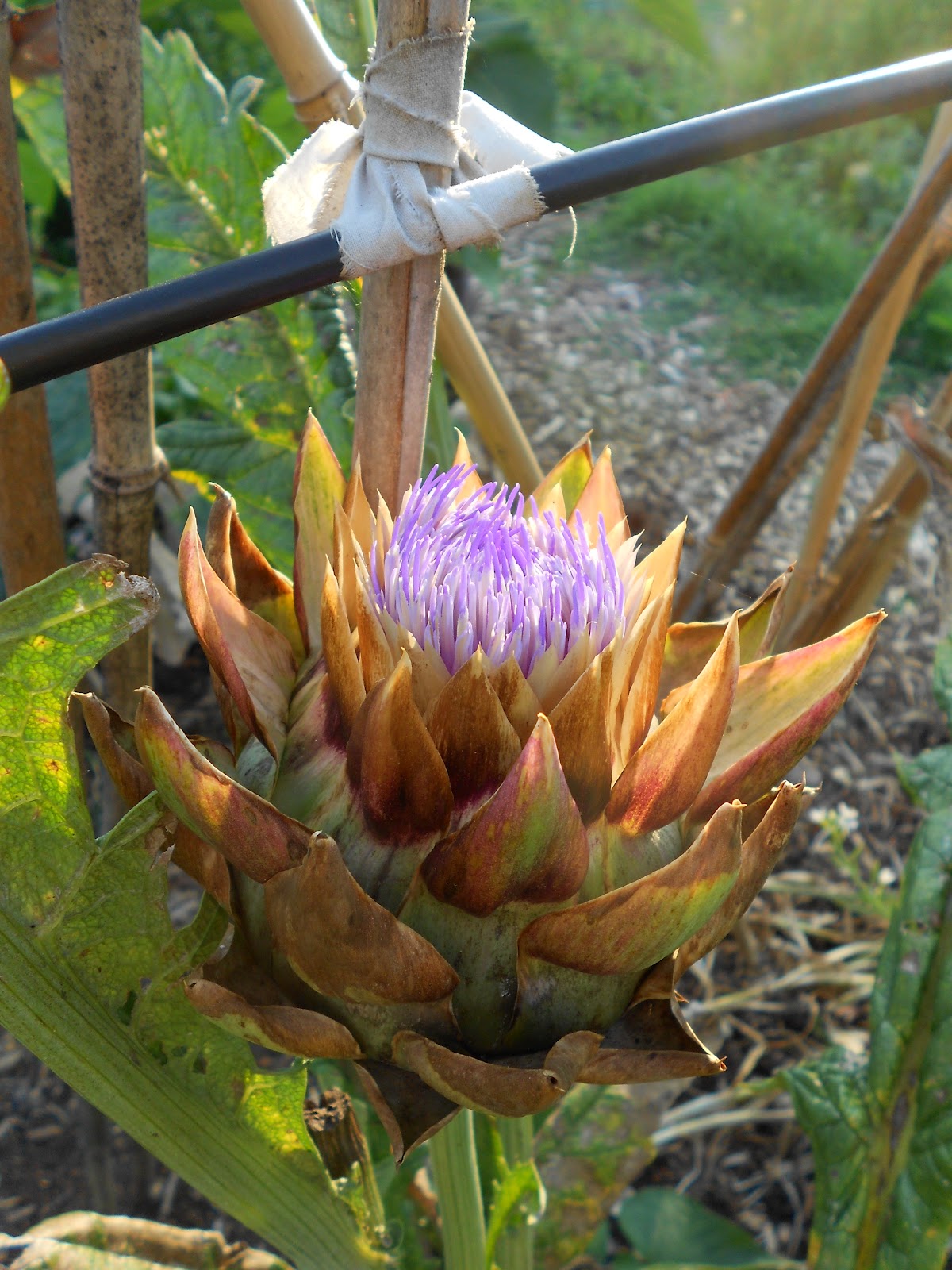 From Seed to Scrumptious Artichoke in Flower