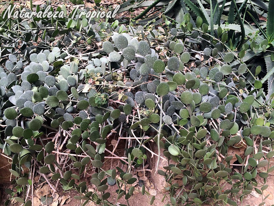 Fotografía de la planta de la Moneda en una rocalla, Xerosicyos danguyi