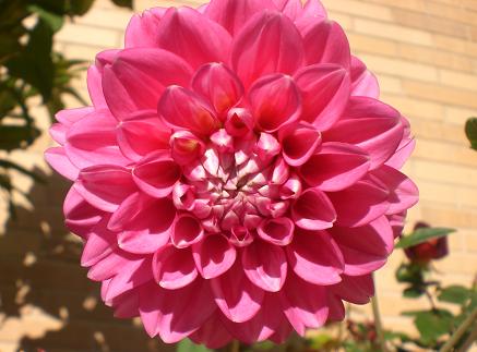 El jardín: agosto 2011