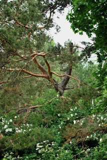 Juhannusruusu kukkii bonsai-männyn alla - Muonamiehen mökki