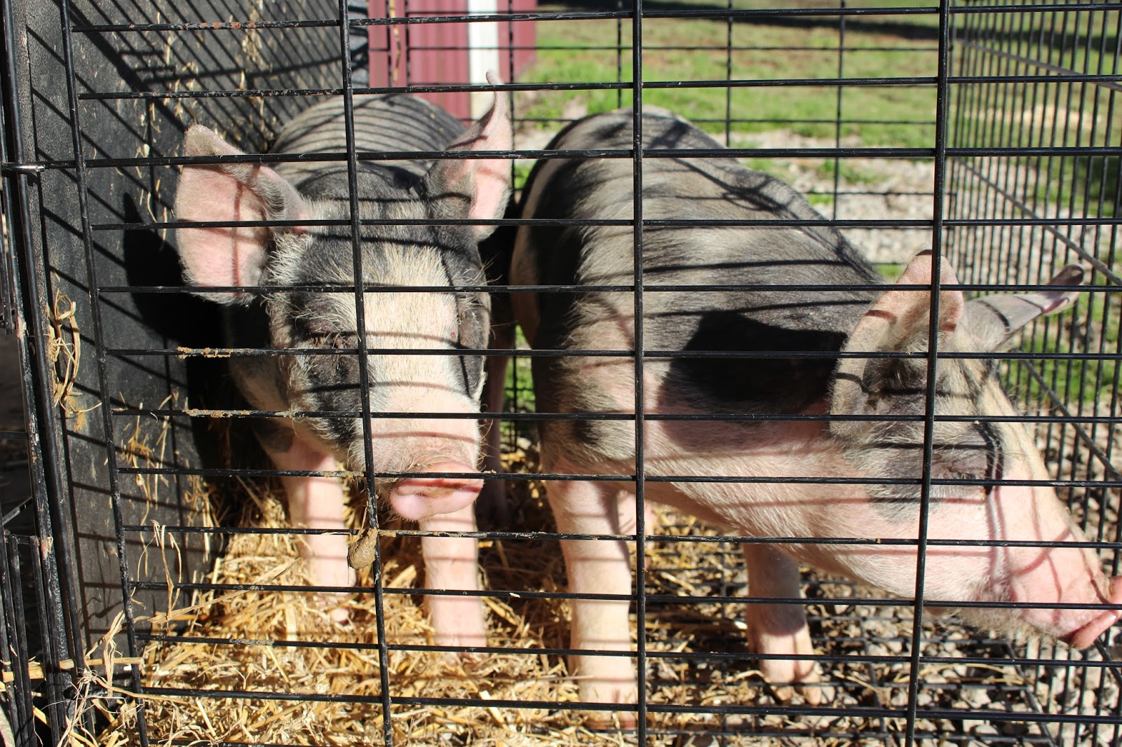 Chicken Scratch Poultry Farm Happenings Trading Chickens For Pigs