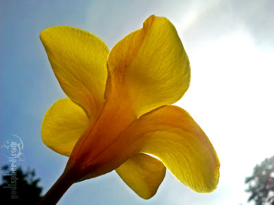 Yellow Bell Flower in a garden against the blue sky