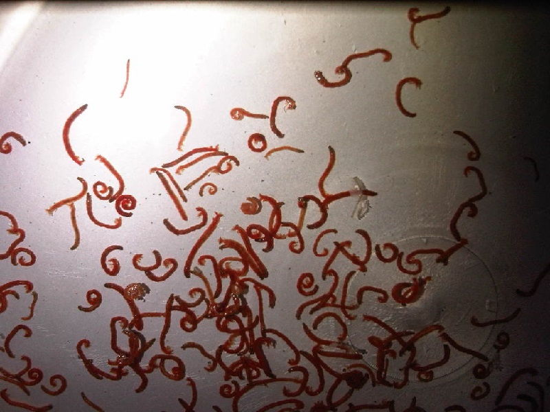 Gambar Cacing Darah / Blood worm - Makanan Ikan Guppy
