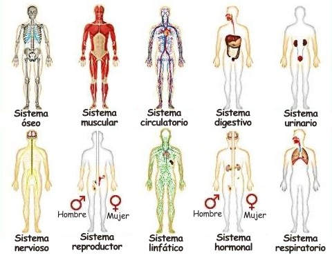 sistemas del cuerpo humano