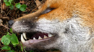 (ΕΛΛΑΔΑ)Έβρος: 13 σκύλοι και αλεπούδες νεκροί από δηλητηριασμένα δολώματα