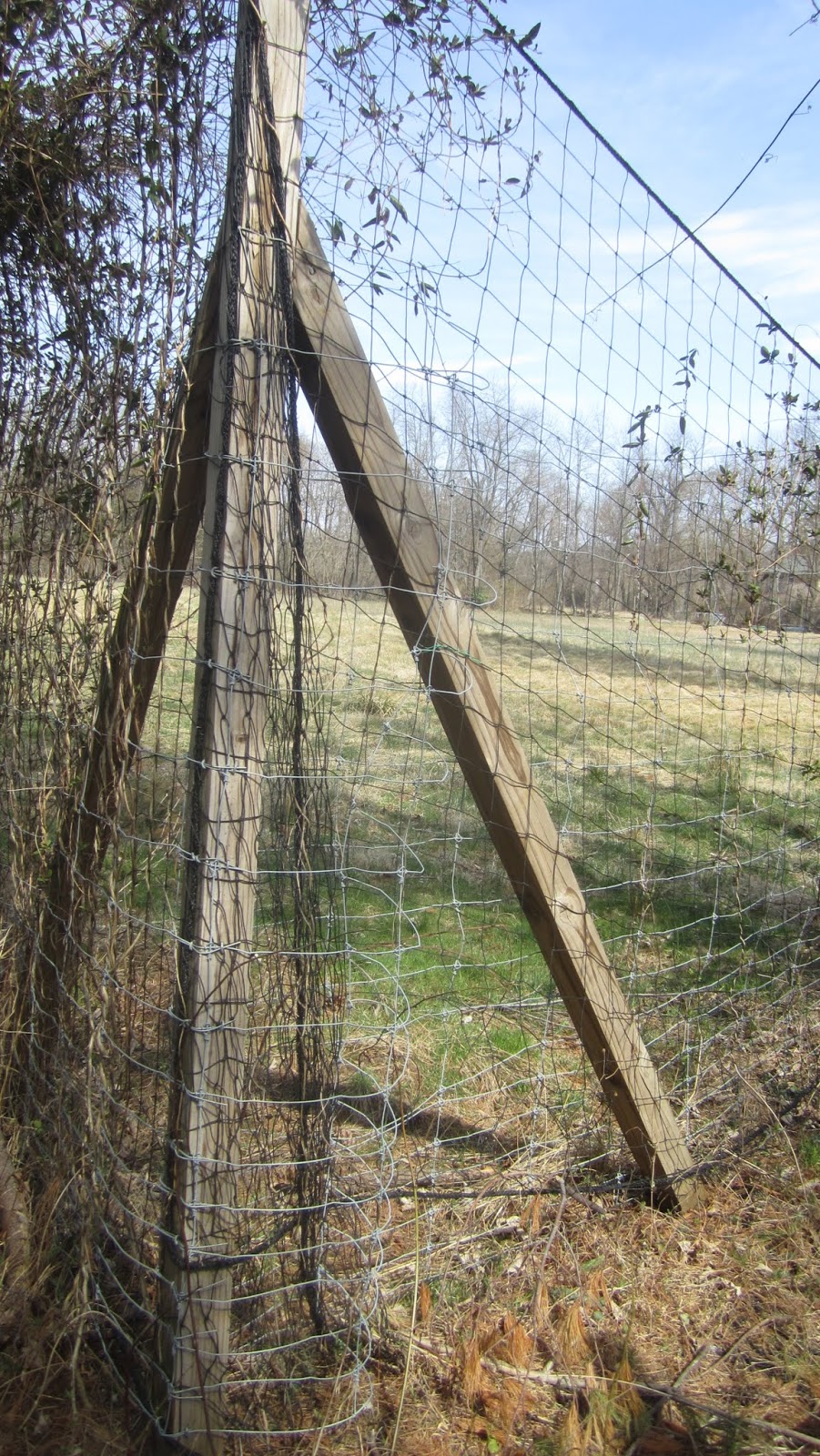 Princeton Nature Notes A Walk in Gulick Park