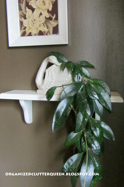 Hoya in a Figural Swan Planter