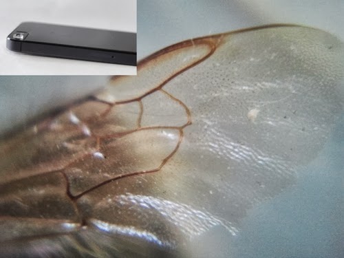 01-Insect-Wing-Micro-Phone-Lens-15X-Magnifying-Inventor-Thomas-Larson-Mechanical-Engineering-Kickstarter-www-designstack-co