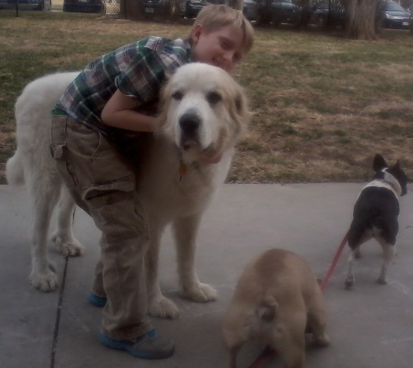 Colorado Great Pyrenees Rescue Community Pierre Available For