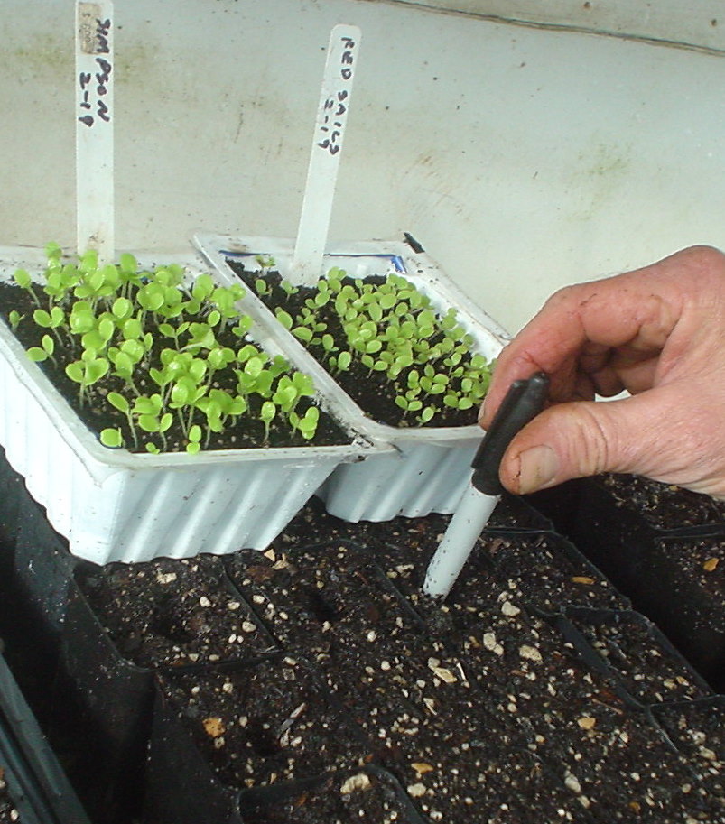 "Sharing Gardens" Lettuce From Seed to Feed Part 1 Planting