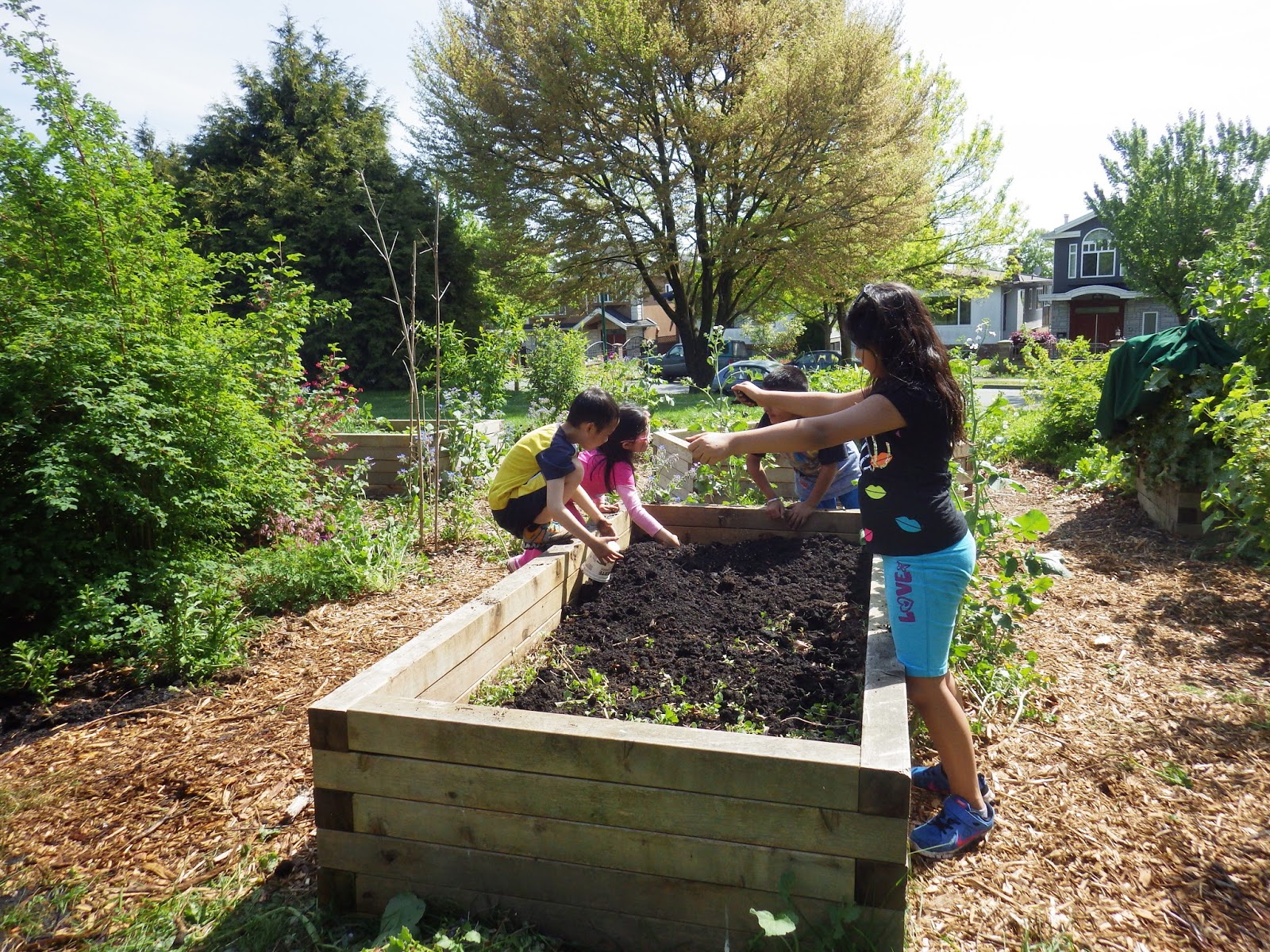 Victory Gardens for Bees Radishes at Moberly A Spicy Juicy Snack