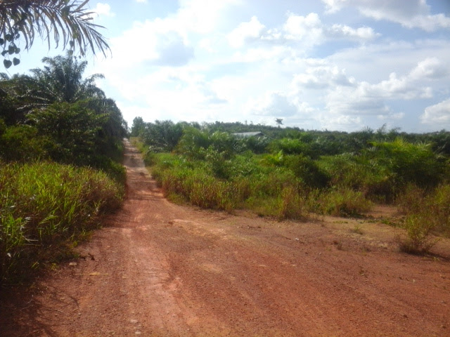 Jual Kebun Sawit - Sambas