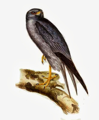 Sooty Falcon