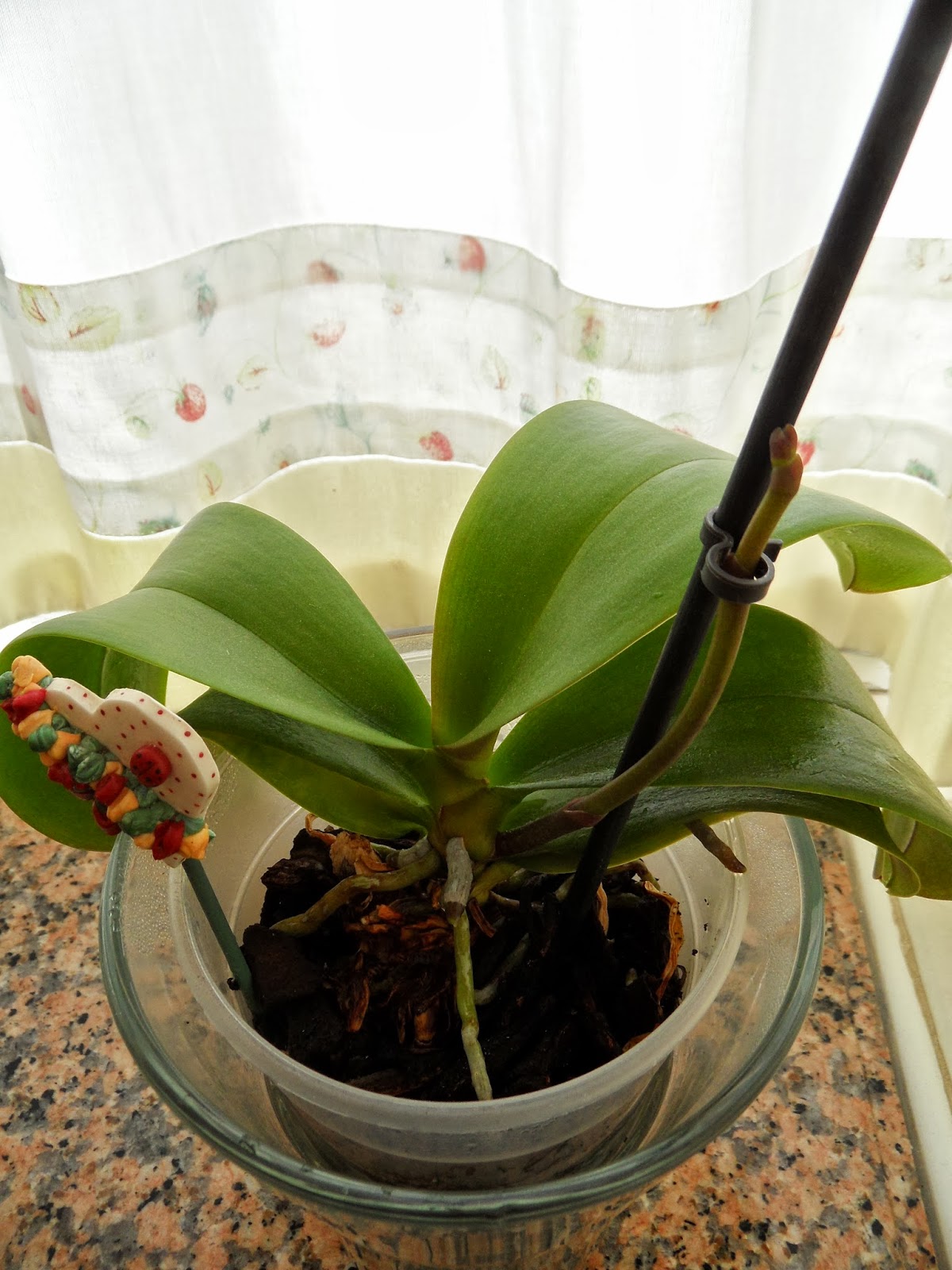 Las orquídeas de Berni Progreso de las varas y de los keikis...