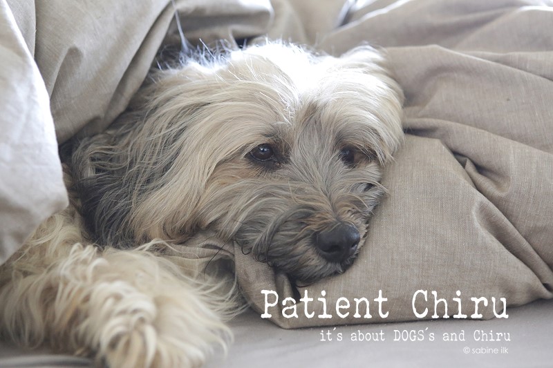 Wieder Rückenprobleme | Patient Chiru - ABOUT DOGS AND CHIRU [Hundeblog]