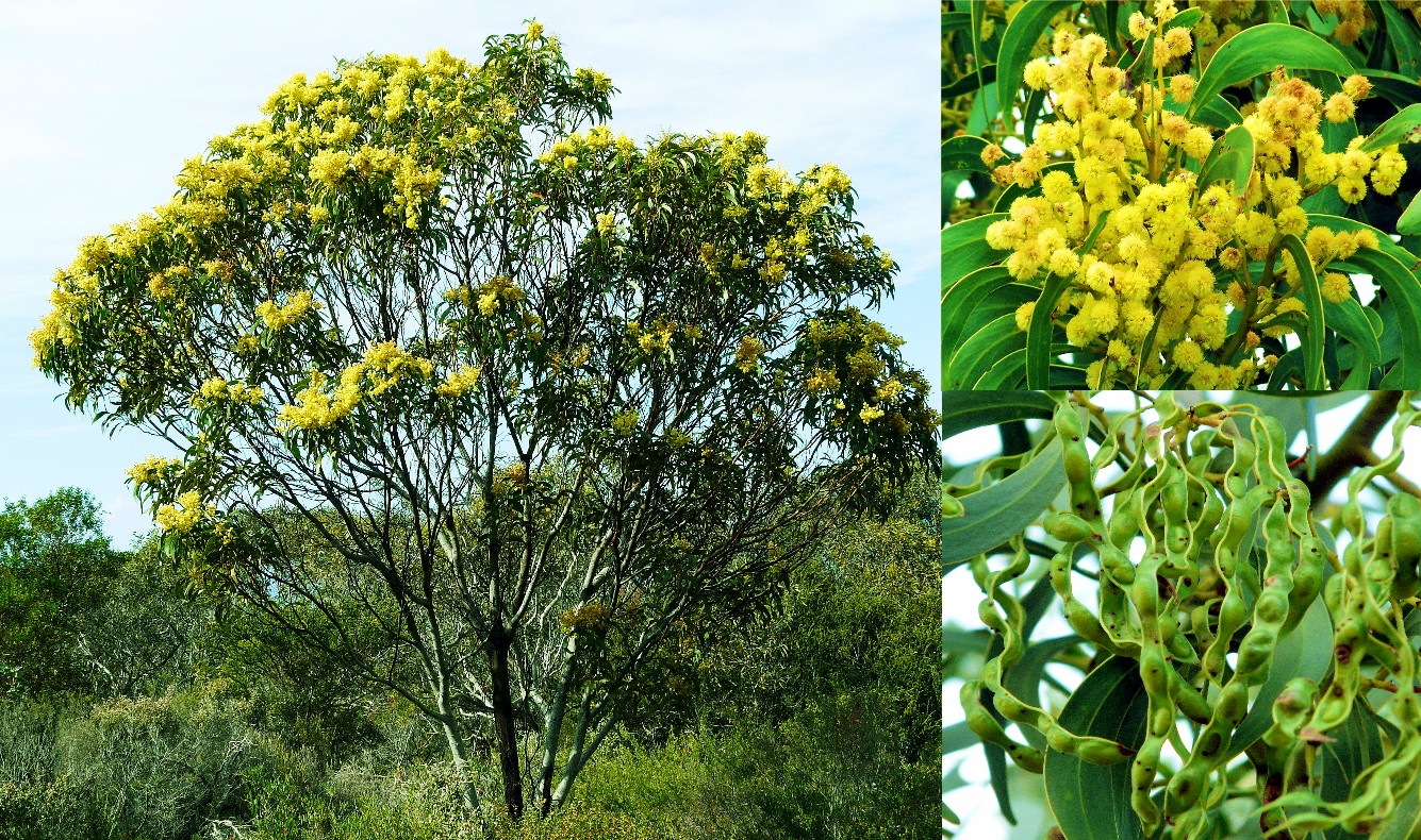 Растения австралии акация Растения австралии акация