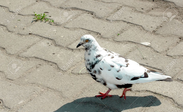 صور حمام