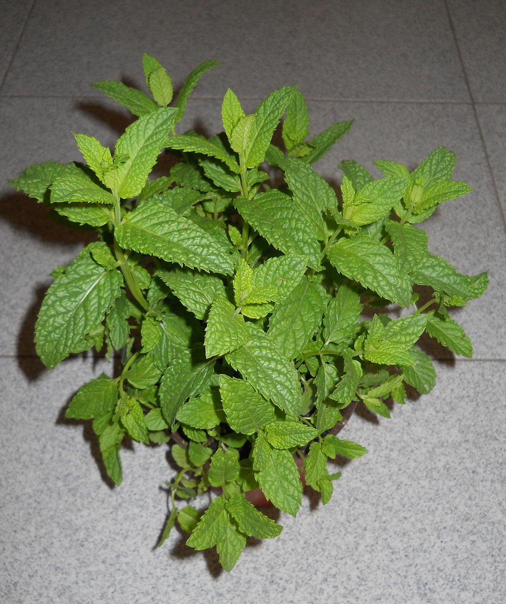 Plantas para hombres Mentha suaveolens, mastranzo