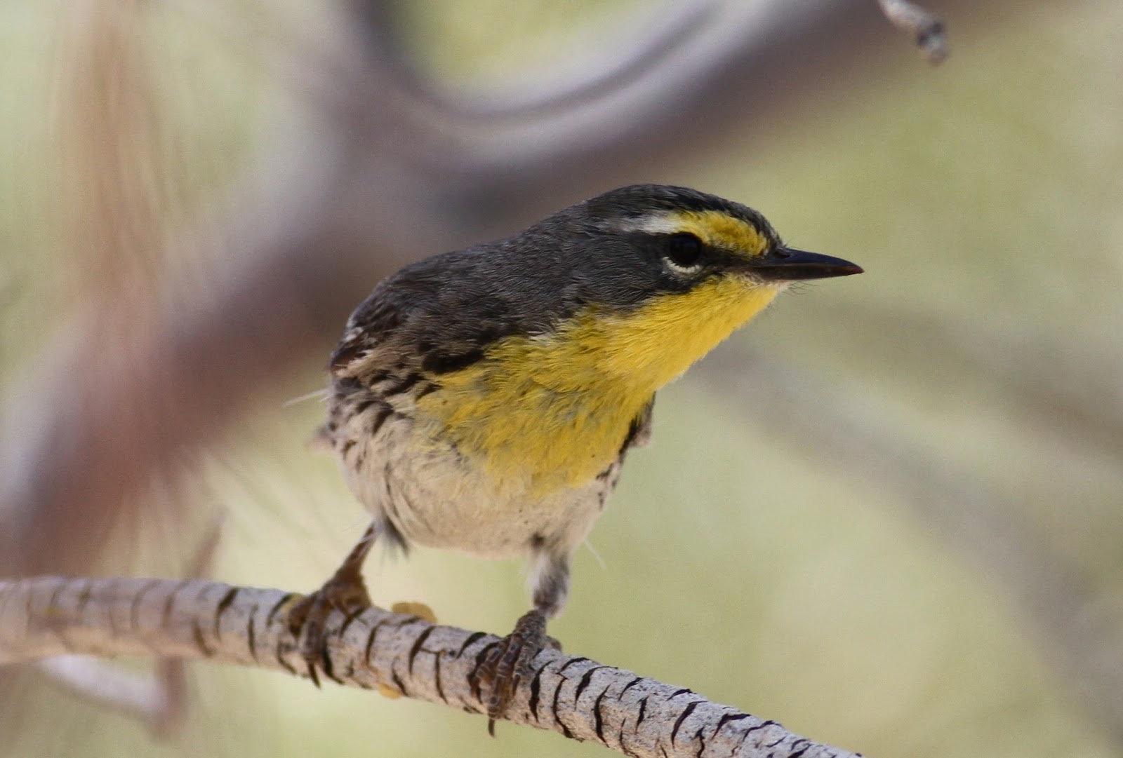 BIRD CRUSHER Crushing 101, An Introduction