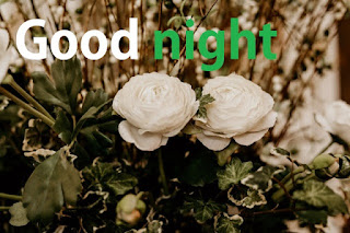 good night white rose