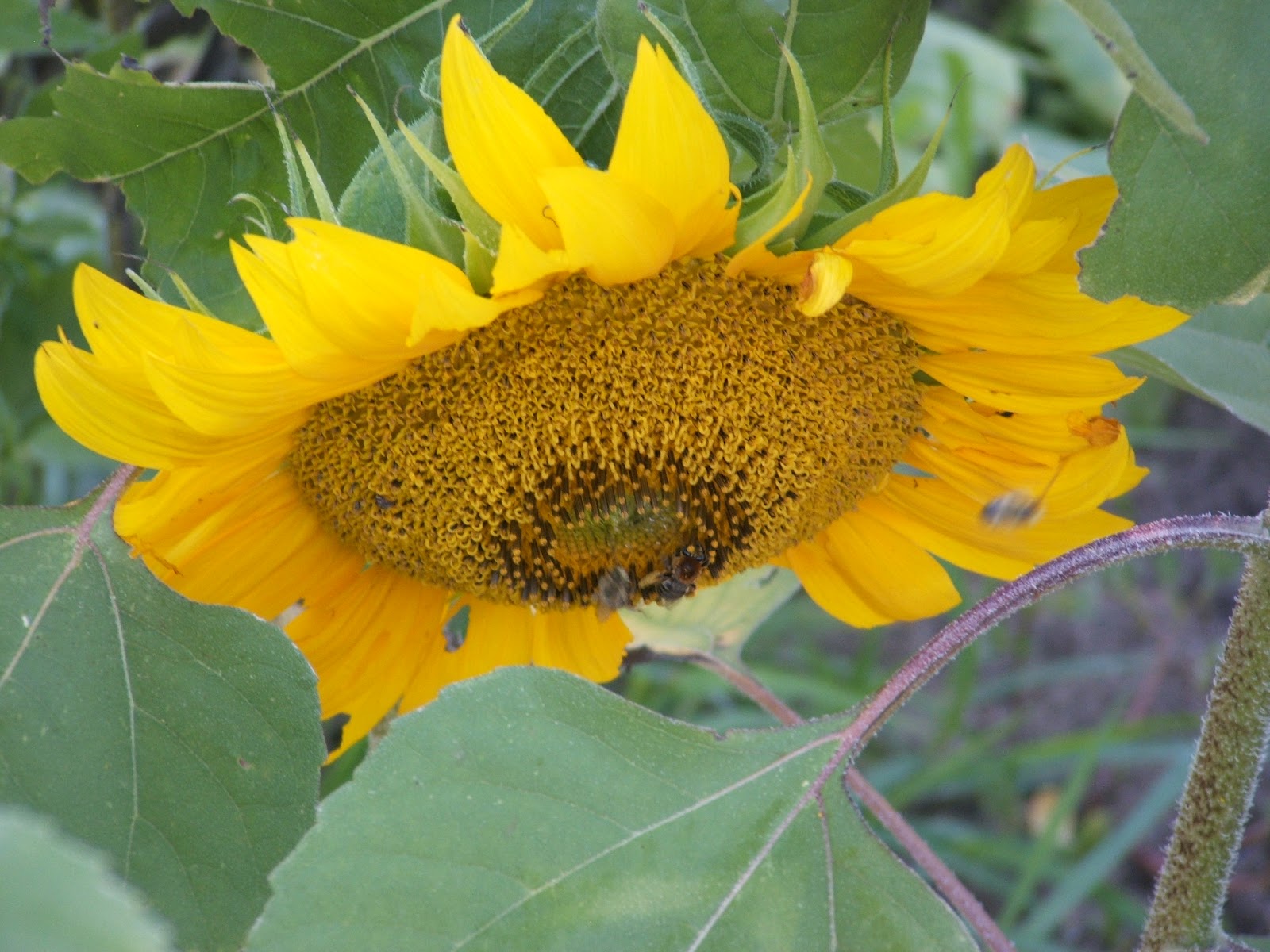God's Growing Garden Mammoth Sunflowers
