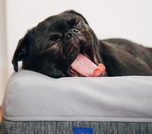 Black Dog Yawn