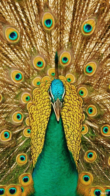 Peacock+Animation.gif