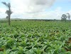 Planta do tabaco: Cultivo, Colheita e as Doenças e Pragas