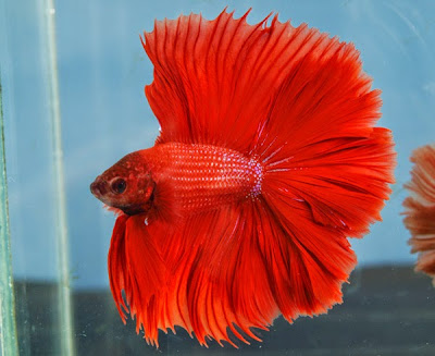 BETTA SPLENDENS BETTA SPLENDENS