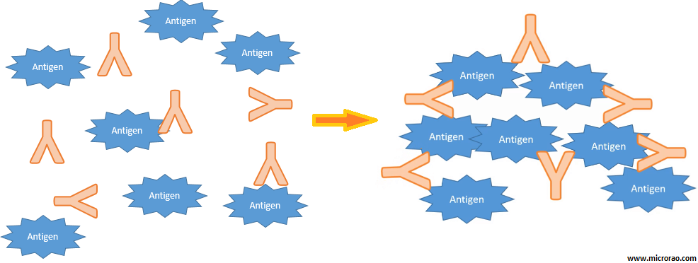 agglutination