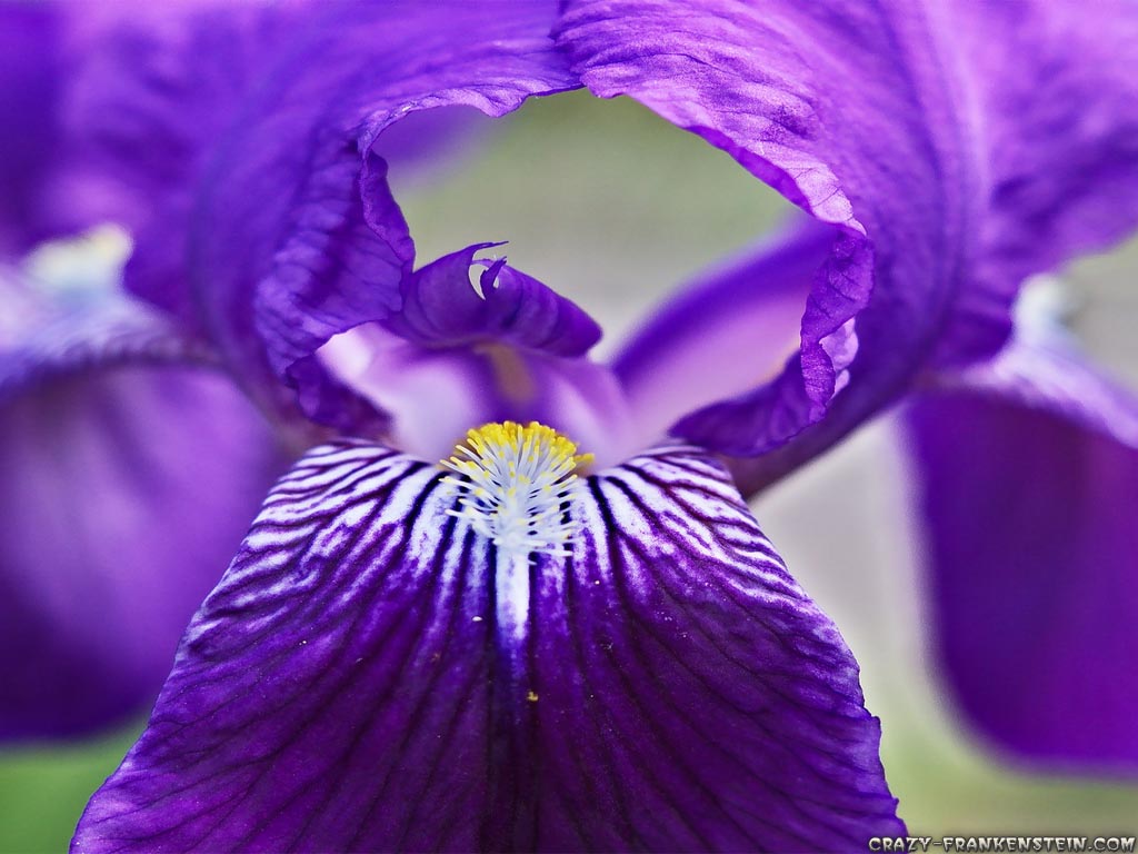 http://2.bp.blogspot.com/-iHcThUmgsw4/TePemdZbANI/AAAAAAAAACU/DxgS5jps4D8/s1600/big-purple-iris-flowers-wallpapers-1024x768.jpg