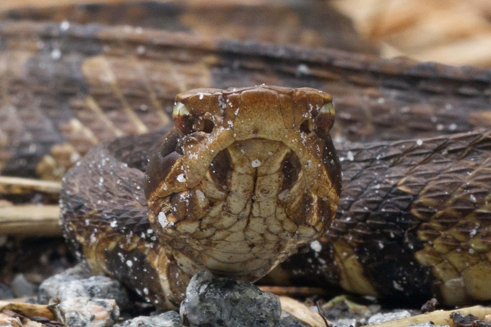 Philly Bird Nerd June 2016