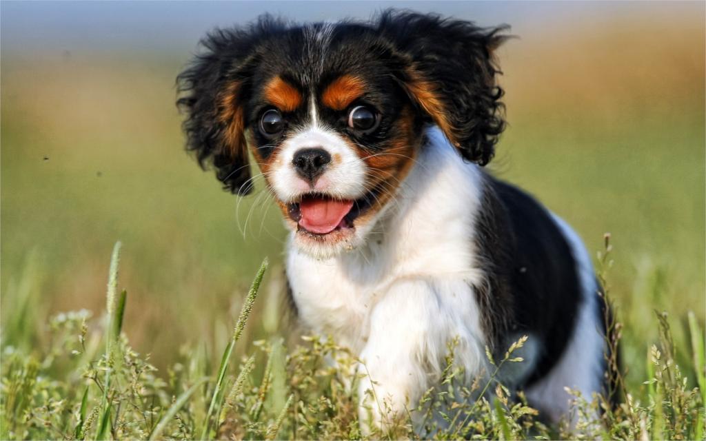 Cavalier King Charles Spaniel Dog Breed Information,Health and