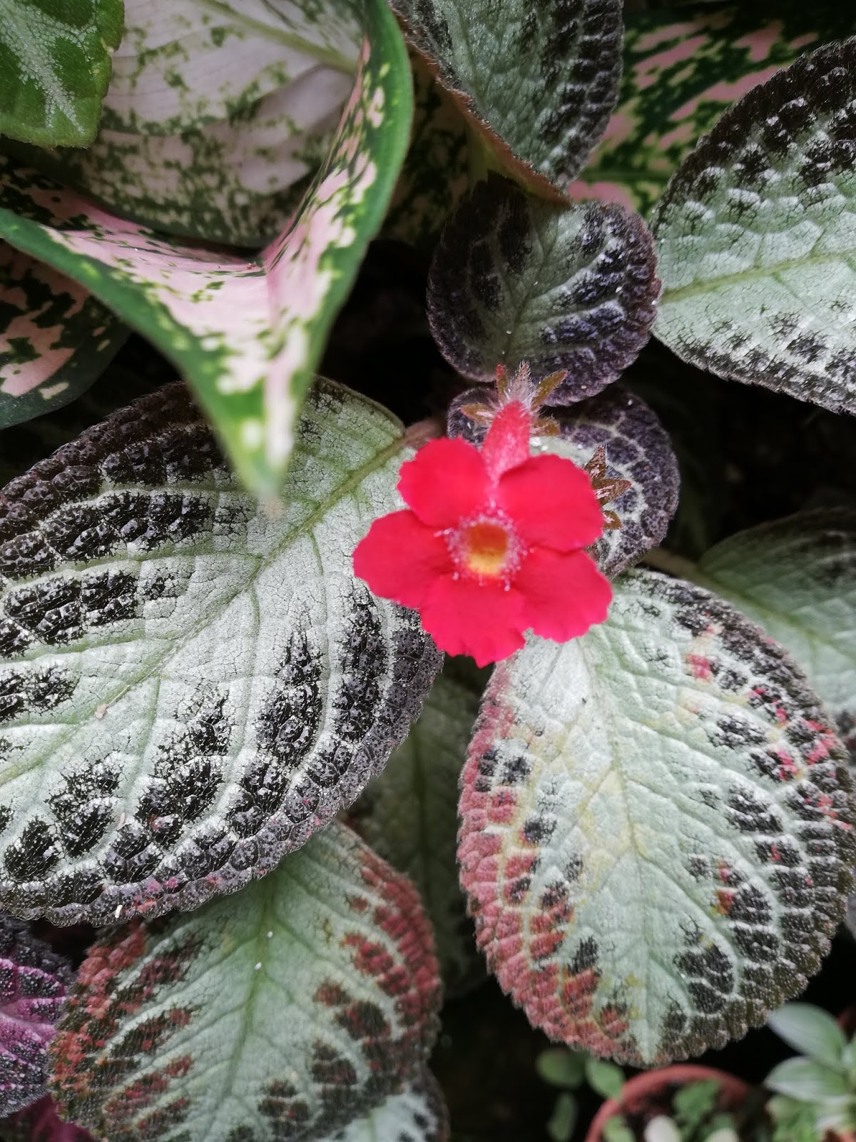 Garden Chronicles of James David Episcia Collection Chocolate Soldier