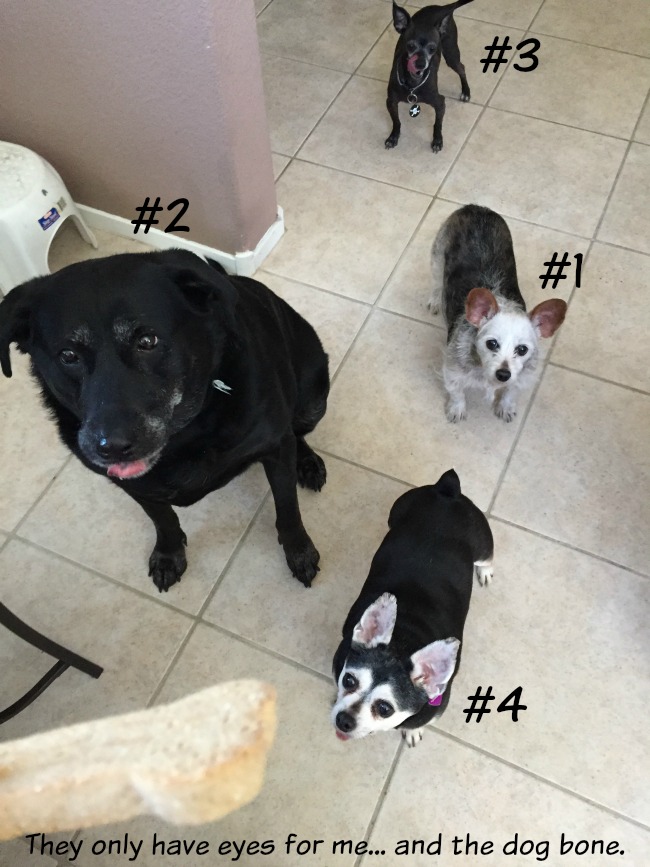 Tiny Little Reveries How to Walk Four Dogs in 33 Easy Steps