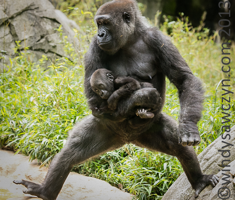 Орангутан и шимпанзе. Орангутан и горилла. Горилла шимпанзе и орангутанг. Мартышка орангутан горилла. Бонобо обезьяна.