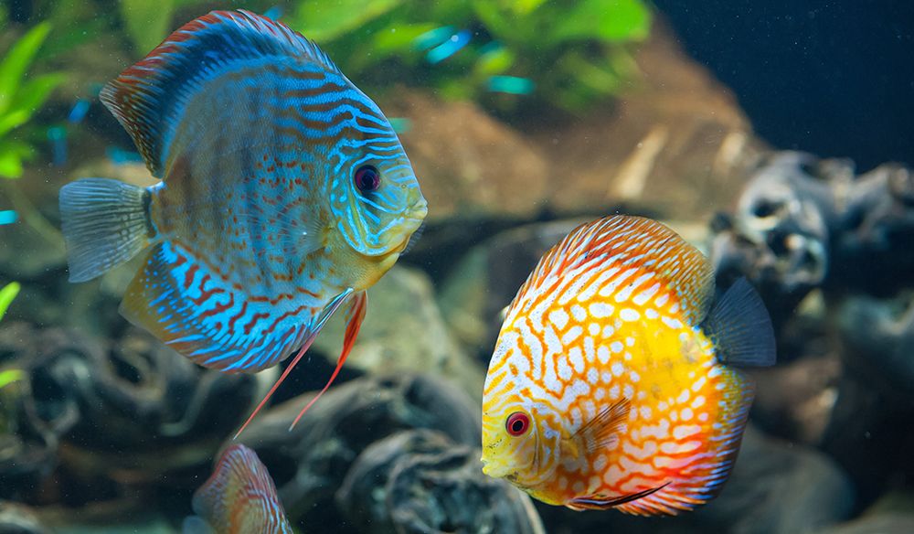 Discus Balık HD Duvar Kağıtları