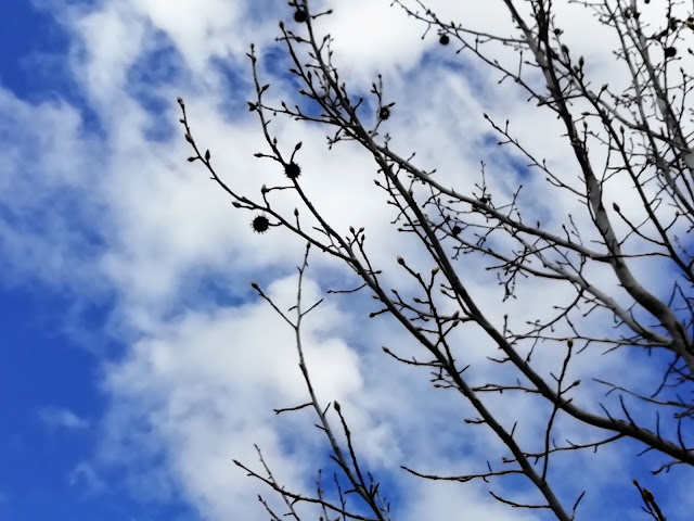 Liquidambar (Liquidambar styraciflua L.).