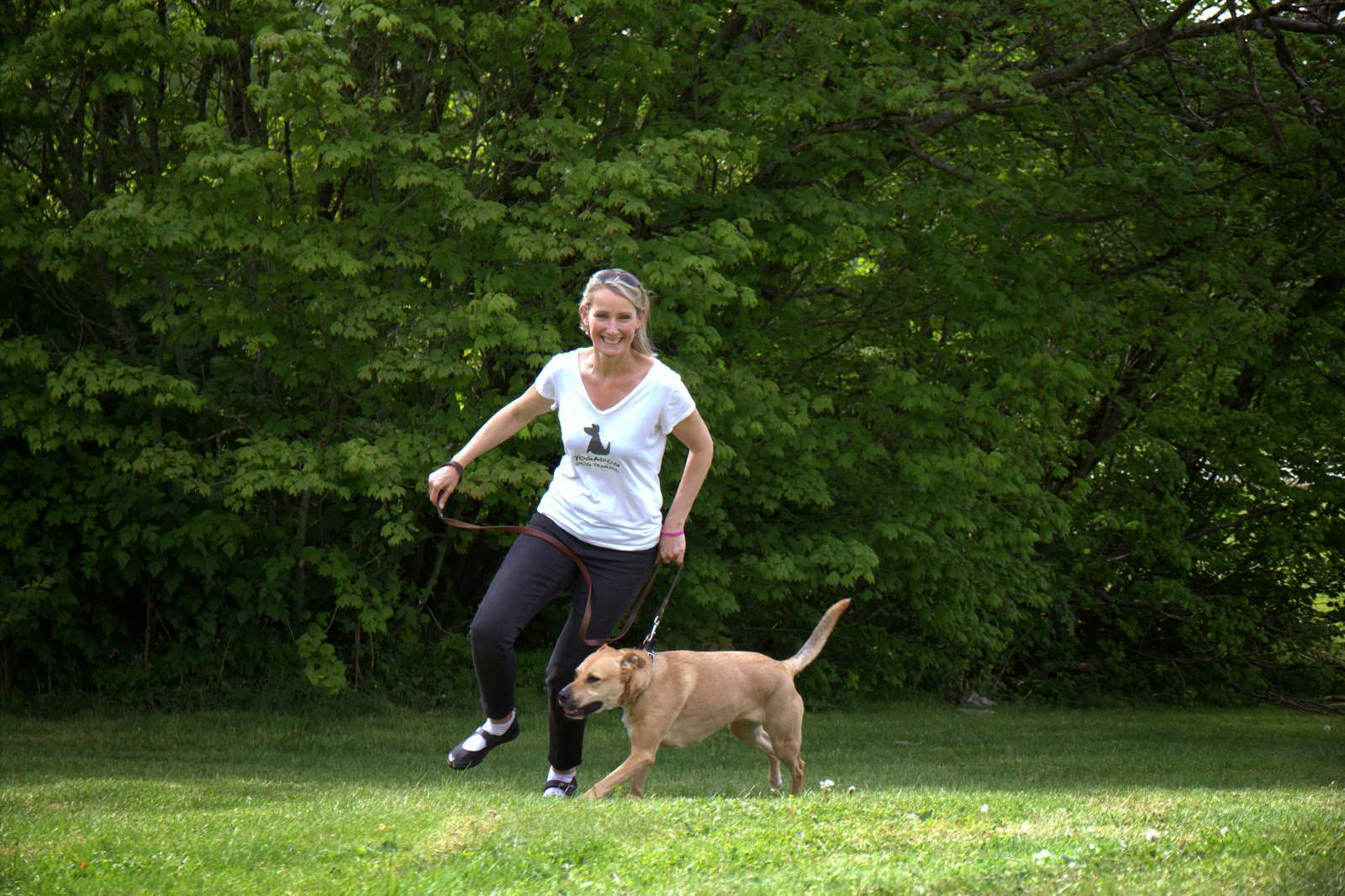 Dog Training Tips Puppy Training Classes and Videos Dog Obedience