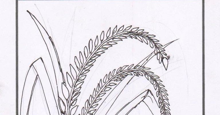 Paling Baru Gambar Sketsa Pohon Padi - Nation Wides