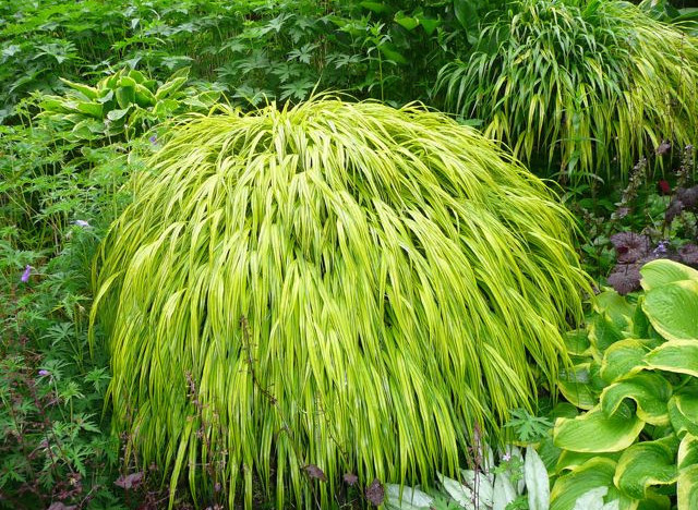 Shade Garden Ideas Zone 7 beautiful shade garden ideas zone 7 pin and more on gardens plants Shade Garden Ideas Zone 7 beautiful shade garden ideas zone 7 pin and more on gardens plants