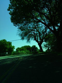 Trees and road with greenish color balance (Narrative Clip)