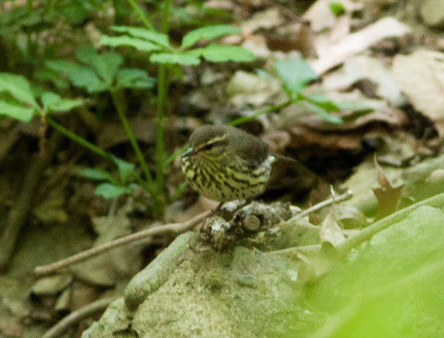 Northern Waterthrush - Prospect Park, New York