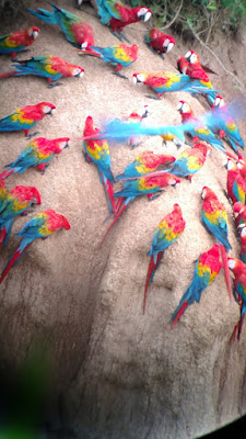 macaws @ clay-lick Tombopato Reserve, Peru